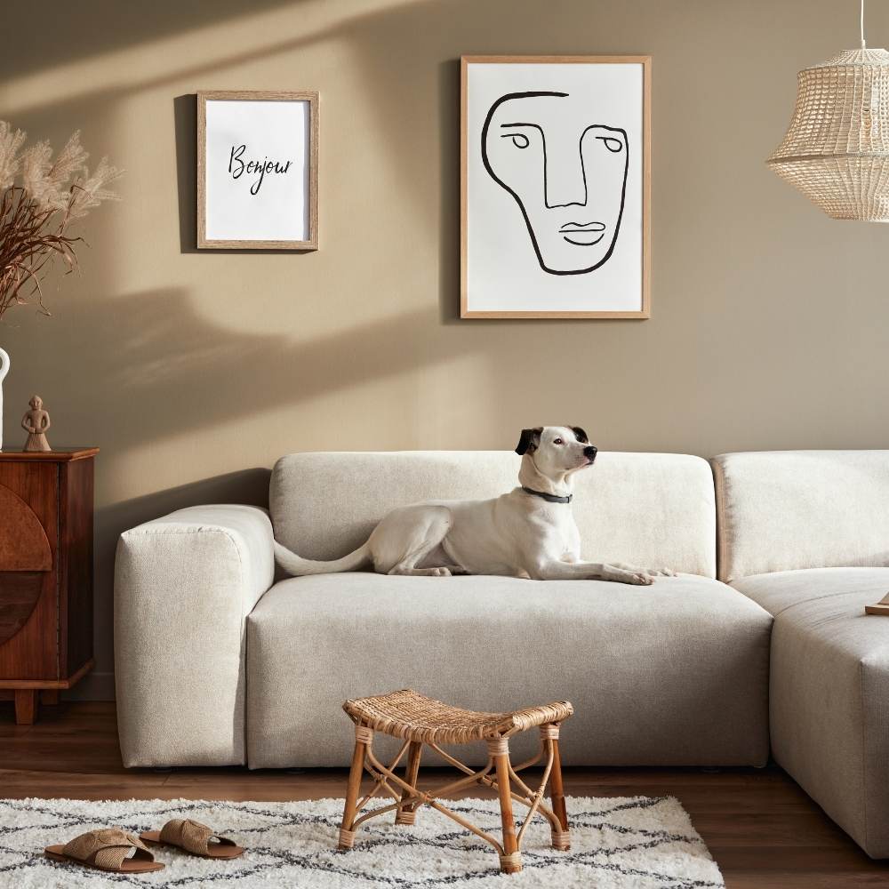 Dog sitting on couch in high end home 