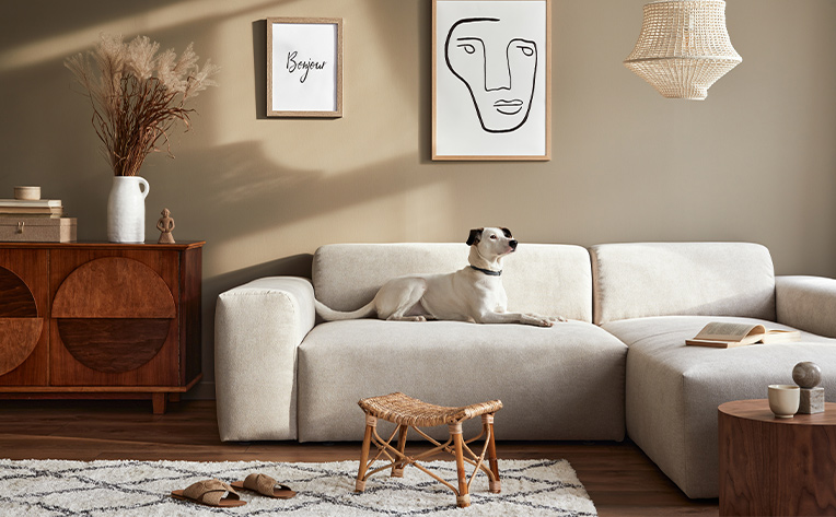 dog laying on couch in stylish living room